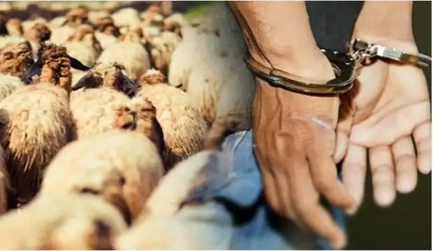 62654848484 | MCG24 | موقع إلكتروني مغربي شامل متجدد على مدار الساعة Sheep herd filling the left side while a pair of hands in handcuffs appears on the right, suggesting a link between animals and captivity.