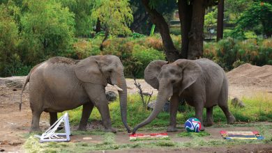 image | MCG24 | موقع إلكتروني مغربي شامل متجدد على مدار الساعة Two young elephants in a park, trunk to trunk, with a soccer ball and colorful mats on the ground nearby.