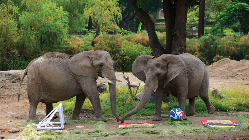 Two young elephants in a park, trunk to trunk, with a soccer ball and colorful mats on the ground nearby.