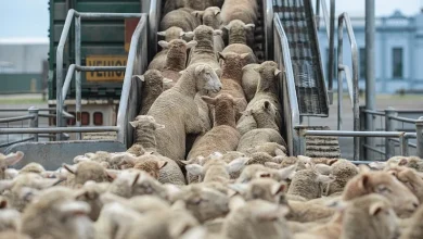 Sheep crowding a loading ramp as they enter a transport trailer on a farm setting by a truck nearby.