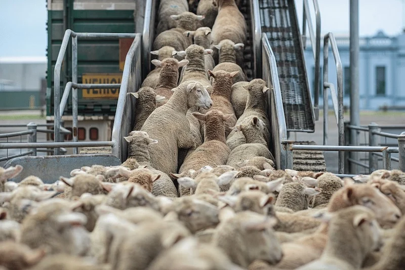 moutons-1 | MCG24 | موقع إلكتروني مغربي شامل متجدد على مدار الساعة Sheep crowding a loading ramp as they enter a transport trailer on a farm setting by a truck nearby.