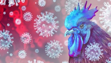 125154584 | MCG24 | موقع إلكتروني مغربي شامل متجدد على مدار الساعة Blue rooster amid floating virus particles, illustrating avian disease or bird flu.