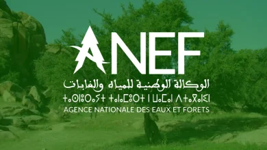 المجلس الأعلى للقنص يحدد يوم الأحد 4 أكتوبر 2026 موعداً لافتتاح موسم القنص الجديد 2026-2027