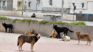 chiens-800 | MCG24 | موقع إلكتروني مغربي شامل متجدد على مدار الساعة