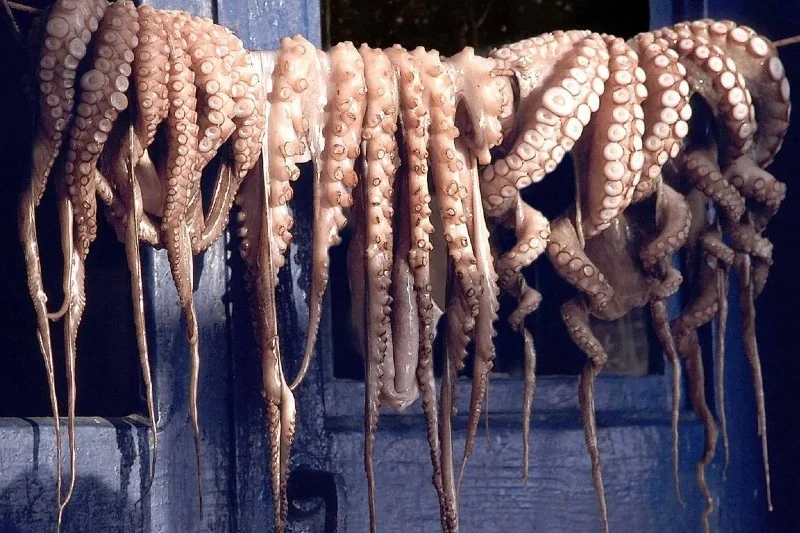 Octopodes-peche | MCG24 | موقع إلكتروني مغربي شامل متجدد على مدار الساعة
