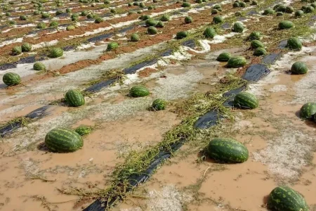 زراعة البطيخ بزاكورة